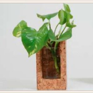 CORK TEST TUBE PLANTER 3