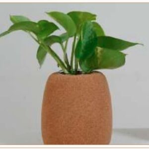 CORK TEST TUBE PLANTER 4