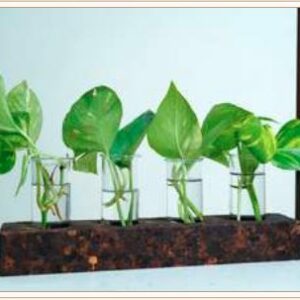 CORK 4 HOLE PLANTER