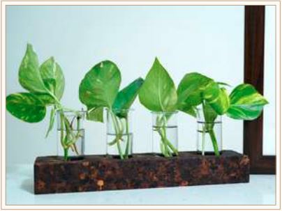 CORK 4 HOLE PLANTER