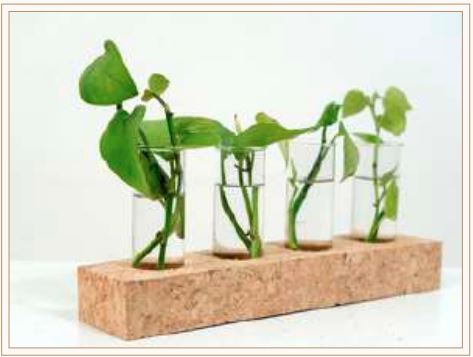 CORK 4 HOLE PLANTER NATURAL