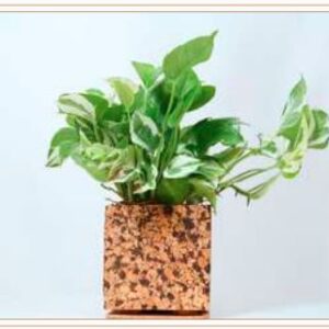 CORK CHOCOCHIP PLANTER