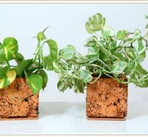 CORK ABSTRACT PLANTER