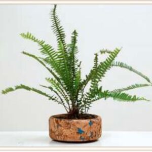 CORK FLAT PLANTER