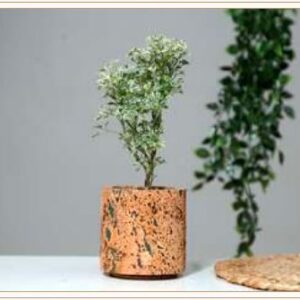 CORK AQUA PLANTER