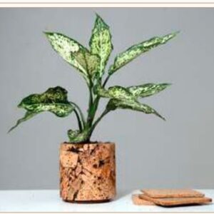 CORK ROUND ABSTRACT PLANTER