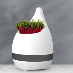Sprout - Table top plant pot